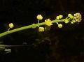 Scurvy-Grass Yellow Cress